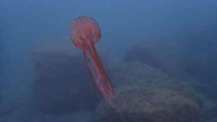 Mauve stinger or night-light jellyfish, phosphorescent jellyfish (Pelagia noctiluca) undersea, Ligurian Sea, Italy, Imperia © Alexey