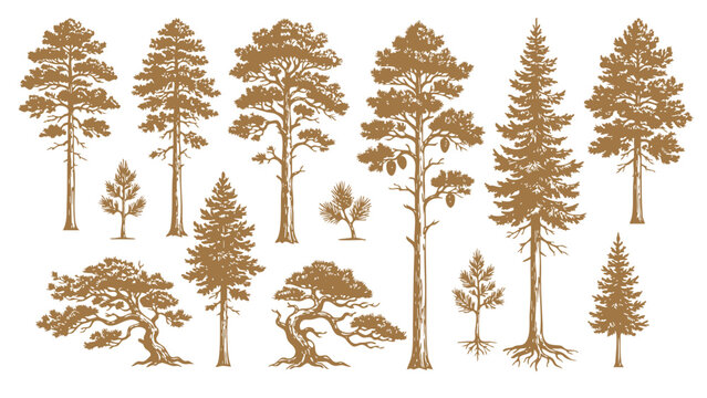 Brown Silhouette Trees Collection Nature Details Hand Drawn Engraving Pine and Fir.Vector Set