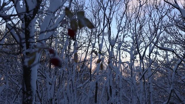 Bosco d'inverno