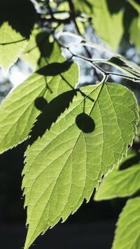 Vertical footage, Bottom-up view of green leaves and fruits of Hackberry tree in evening light, backlit. Close-up of green foliage of beaverwood tree at sunbeams. Sunshine shining through foliages