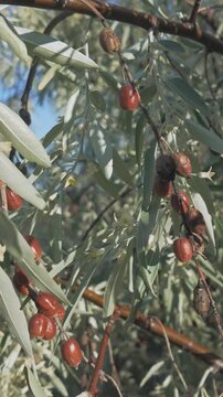 Vertical footage, Blooming Silverberry or Oleaster tree, branches covered with small flowers, leaves and last year's fruits swaying in wind