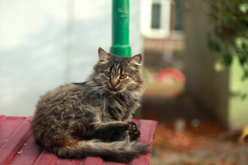 Portrait of cute street cat © olena
