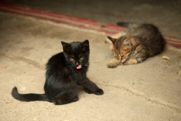 Two cats sitting on ground © olena