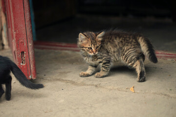 Portrait of cute street cat © olena