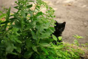 Portrait of cute street cat © olena