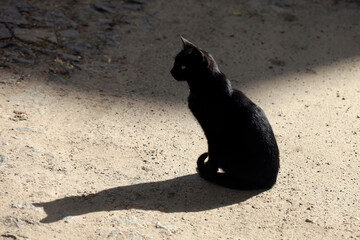 Portrait of cute street cat © olena