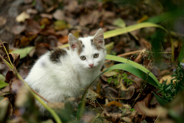 Portrait of cute street cat