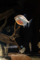Close-up of silver flower fish in a large aquarium
