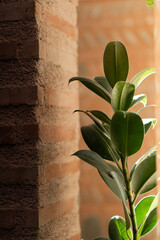 Green plant among orange brick wall