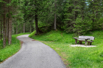 Nature landscape with walking path in a pine forest