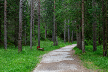 Nature landscape with walking path in a pine forest