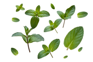 Green mint leaves on a white background