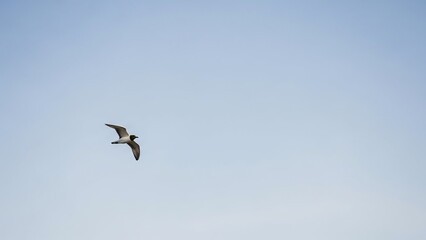 Obraz premium Bird in Flight Against Clear Blue Sky Background