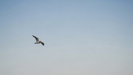 Seagull Soaring in Clear Blue Sky with Open Wings