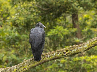 Obraz premium Buitre negro