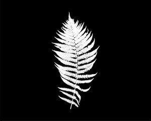 Outline fern leaf illustration on black background