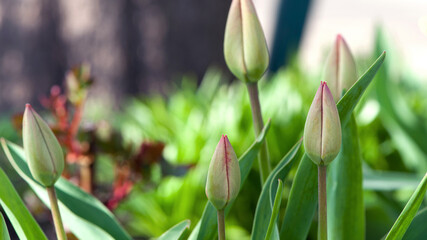 tulip bud. The closed bud of a red tulip, close-up. two tulips. the concept of growing flowers. ready to open when spring comes. festive spring background. flowers in the flowerbed, field tulips