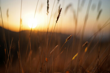 Golden hour sunset over tall grass with soft focus and gentle breeze, Generative AI