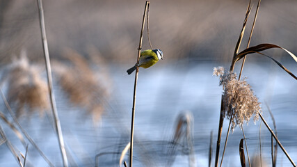 A tit sits on a reed stalk. A cute blue tit in the nature habitat. Cyanistes caeruleus. A titmouse sits on a reed on a winter day, close-up. a wild bird searching for food © Oleksandr Filatov