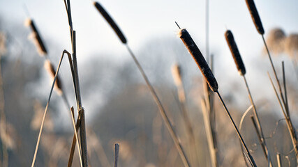 Typha close-up. Phragmites australis. photo with dry Reeds, Typha Latifolia, also called bulrush, reedmace, cattail or corn dog grass, on the shore of the frozen lake. autumn season. winter time