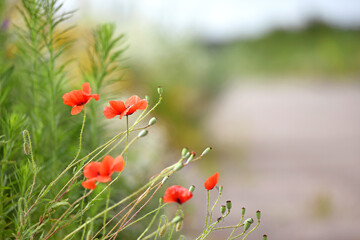 Fototapeta premium red poppies, delicate flowers, spring or summer landscape. poppies in green grass in a field under the sun. beautiful view, natural background. wild flowers. soft focus, close-up