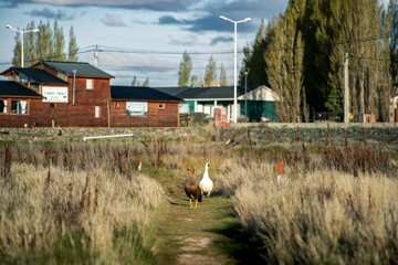 Zwei Magellangänse im Naturreservat Reserva Laguna Nimez in El Calafate, Argentinien im Hintergrund das Verwaltungsgebäude © Lars