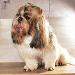 A small dog with a pink tongue sits on a wooden table