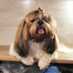 A small dog with a pink tongue is sitting on a table