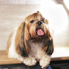 A small dog with a tongue sticking out is sitting on a table