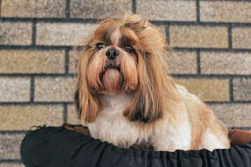 A small brown and white dog with a pink nose is sitting in a bed