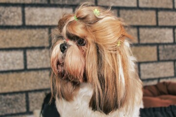 A small dog with brown and white fur is sitting on a bed