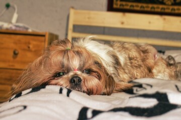 A small dog lays on a bed with a blanket