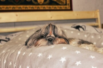 A small dog is laying on a bed with a star patterned blanket