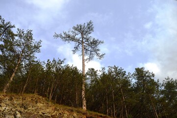 coniferous forest in summer © oljasimovic
