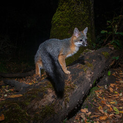 Grey Fox (Urocyon cinereoargenteus) with rear foot raised, showing it's pad, while crossing a log at night. Western Oregon.