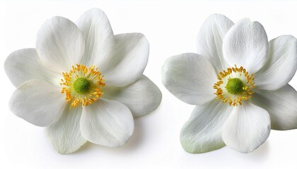 Two white anemone blossoms