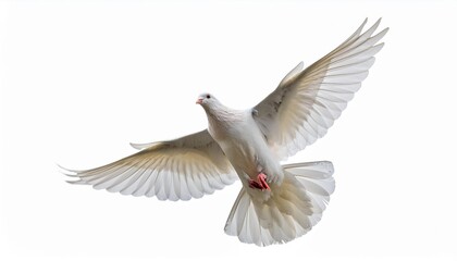 White dove in flight