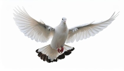 White dove in flight