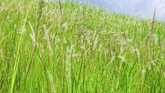 Field covered in cogon grass gently swaying in the breeze, creating a calm, natural background filled with lush greenery. 4K 