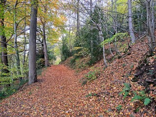 Dirt road in autumn forest strewn with fallen brown leaves near hillside. Autumn forest landscape. Trees in forest with yellow leaves. Beauty in nature. path in the woods