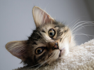 Close Up of a Domestic Medium Hair Kitten Looking Down from His Perch to the Camera