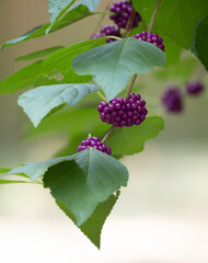 American Beautyberry with Purple Berries