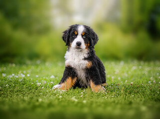 Cute Bernese Mountain Dog puppy playing on green grass in a sunny garden.