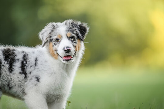Australian Shepherd puppy playing happily in a sunny garden during summer.