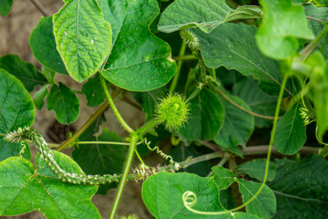 Macro shot of an exotic Passiflora foetida plant with green fuzzy pods and winding tendrils on the sandy beach of the tropical Hainan island.
