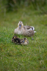Mallard ducklings in a in springtime, North Yorkshire, United Kingdom