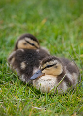 Two Mallard ducklings in springtime, North Yorkshire, United Kingdom