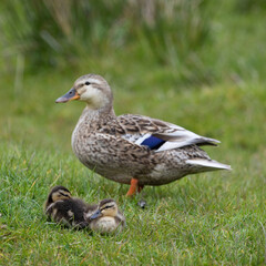 Mallard ducklings in a in springtime, North Yorkshire, United Kingdom