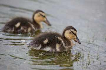 Two Mallard ducklings in springtime, North Yorkshire, United Kingdom