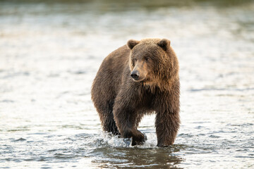 Alaskan brown bear feeding on salmon in Brooks River at sunrise
